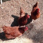 Rhode Island Red Rhode Island Red