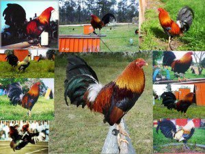 Roosters