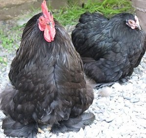 featherfootchickens