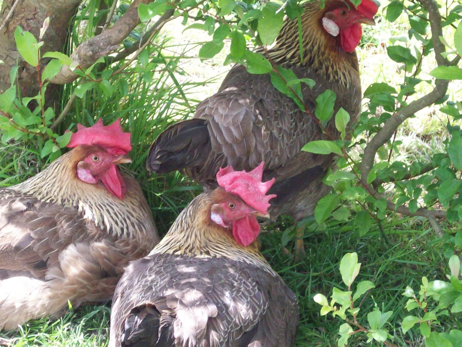 Heat Stress and Keeping Your Chickens Cool